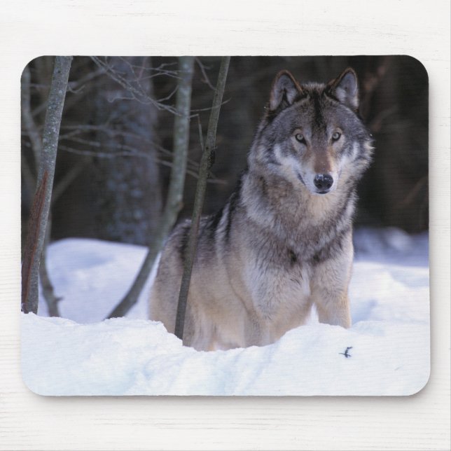 North America, Canada, Eastern Canada, Grey wolf Mouse Mat (Front)