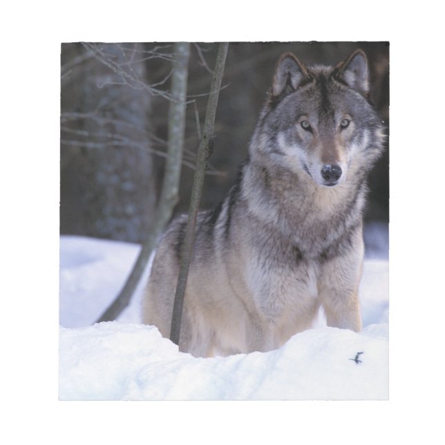 North America, Canada, Eastern Canada, Grey wolf Notepad (Front)