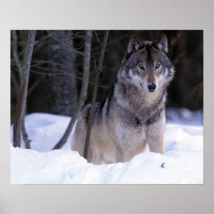 North America, Canada, Eastern Canada, Grey wolf Poster