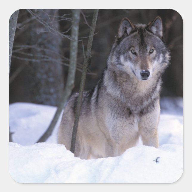 North America, Canada, Eastern Canada, Grey wolf Square Sticker (Front)