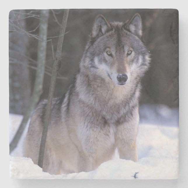 North America, Canada, Eastern Canada, Grey wolf Stone Coaster (Front)