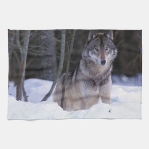 North America, Canada, Eastern Canada, Grey wolf Tea Towel