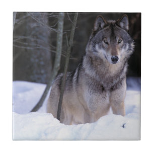 North America, Canada, Eastern Canada, Grey wolf Tile