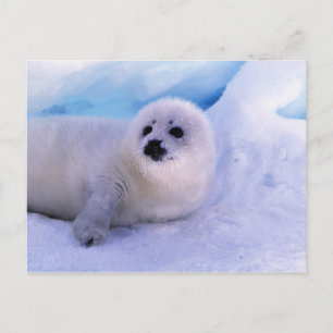 North America, Canada, Gulf of St. Lawrence Postcard
