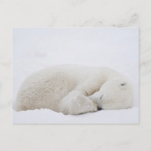 North America, Canada, Manitoba, Churchill. 3 Postcard