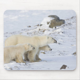 North America, Canada, Manitoba, Churchill. 4 Mouse Mat
