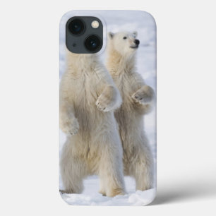 North America, Canada, Manitoba, Churchill. 5 iPhone 13 Case