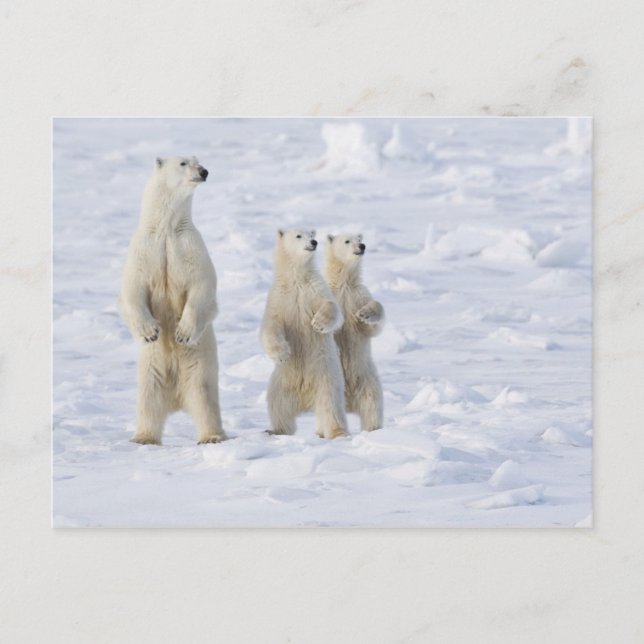 North America, Canada, Manitoba, Churchill. 5 Postcard (Front)