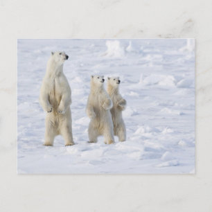 North America, Canada, Manitoba, Churchill. 5 Postcard