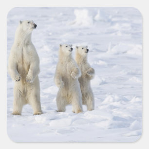 North America, Canada, Manitoba, Churchill. 5 Square Sticker