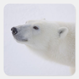 North America, Canada, Manitoba, Churchill. 6 Square Sticker