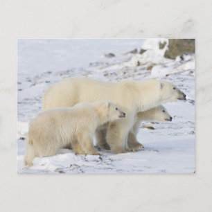 North America, Canada, Manitoba, Churchill Postcard