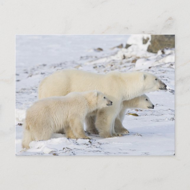North America, Canada, Manitoba, Churchill Postcard (Front)