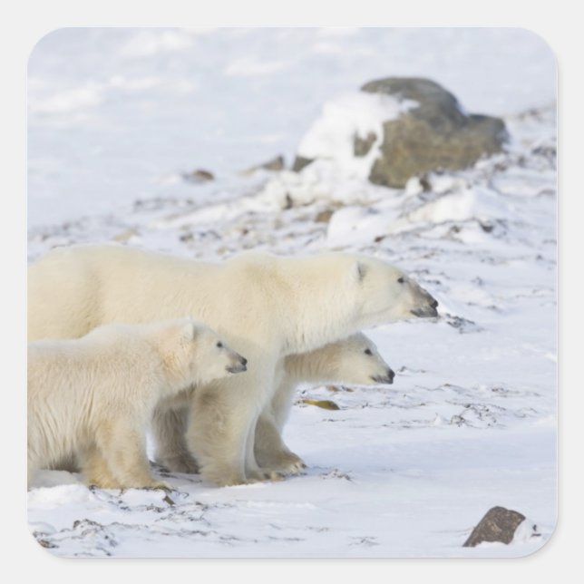 North America, Canada, Manitoba, Churchill Square Sticker (Front)