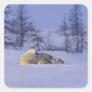 North America, Canada, Manitoba, Churchill Square Sticker
