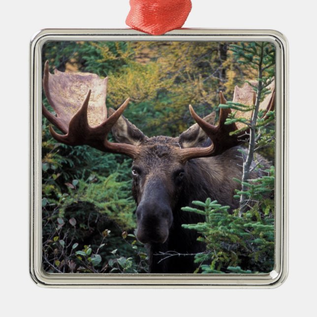 North America, Canada, Nova Scotia, Cape Breton Metal Tree Decoration (Front)