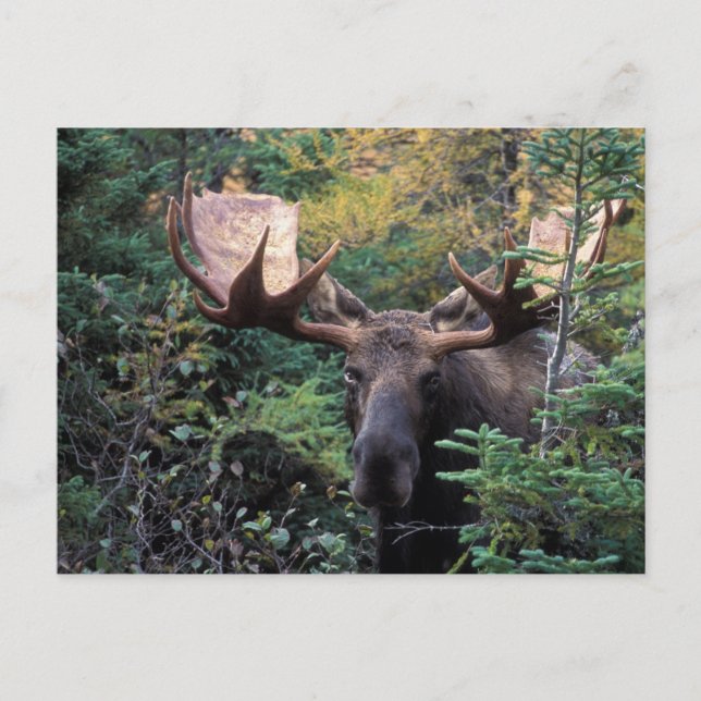 North America, Canada, Nova Scotia, Cape Breton Postcard (Front)