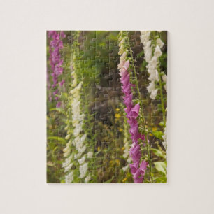 North America, Canada, Queen Charlotte Islands, 2 Jigsaw Puzzle