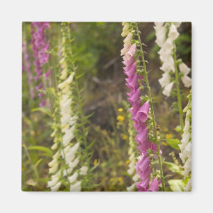 North America, Canada, Queen Charlotte Islands, 2 Magnet