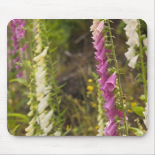 North America, Canada, Queen Charlotte Islands, 2 Mouse Mat