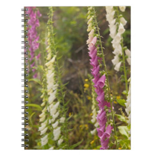 North America, Canada, Queen Charlotte Islands, 2 Notebook