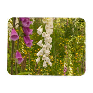 North America, Canada, Queen Charlotte Islands, 5 Magnet