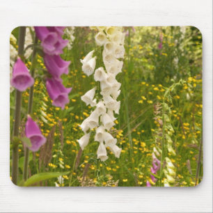 North America, Canada, Queen Charlotte Islands, 5 Mouse Mat