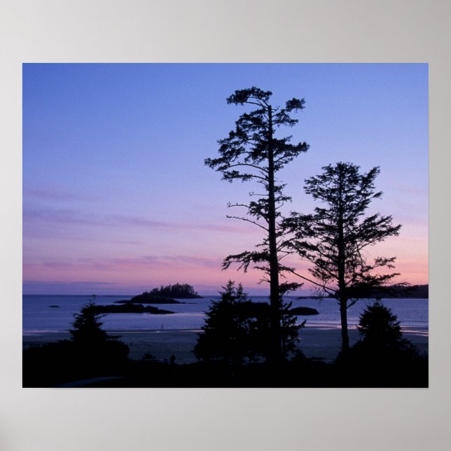 North America, Canada, Vancouver Island, trees Poster (Front)