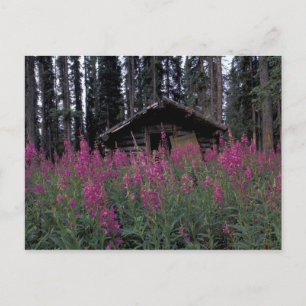 North America, Canada, Yukon. Abandoned trappers Postcard