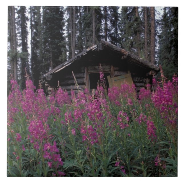 North America, Canada, Yukon. Abandoned trappers Tile (Front)