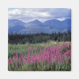 North America, Canada, Yukon. Fireweed blooms Magnet