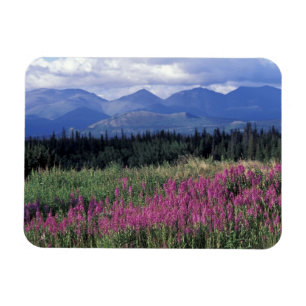 North America, Canada, Yukon. Fireweed blooms Magnet