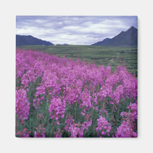 North America, Canada, Yukon. Fireweed blooms Magnet