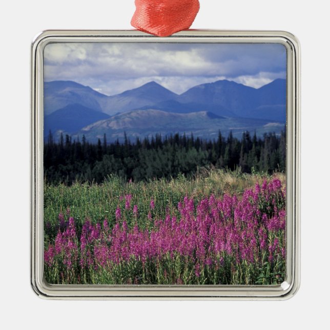North America, Canada, Yukon. Fireweed blooms Metal Tree Decoration (Front)