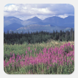 North America, Canada, Yukon. Fireweed blooms Square Sticker