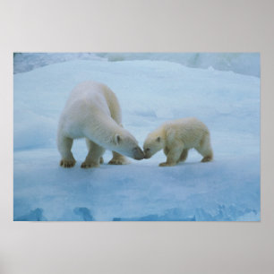North America, Canadian Arctic. Polar bear and Poster