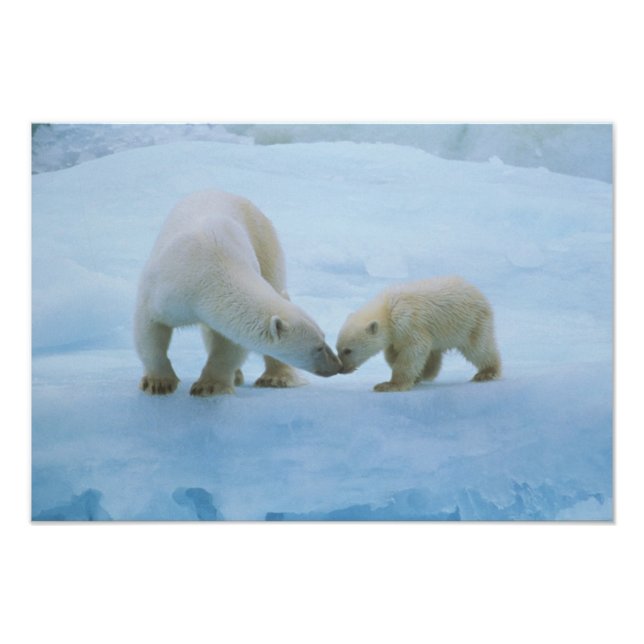 North America, Canadian Arctic. Polar bear Photo Print (Front)