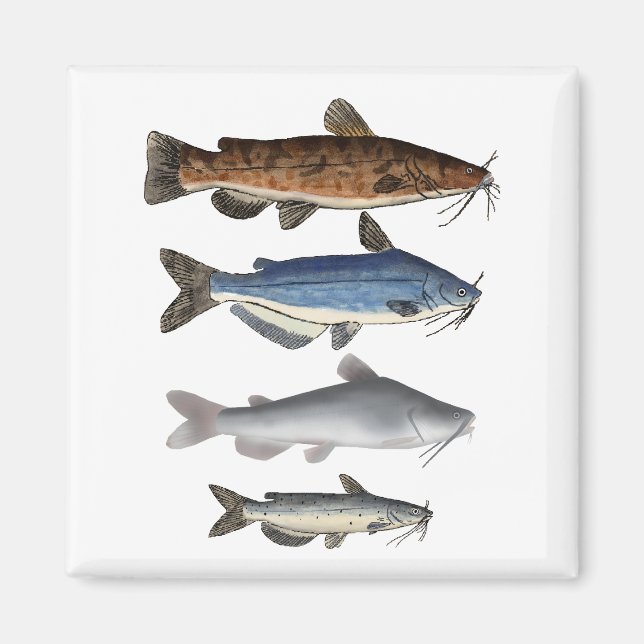 North America Catfish Group Magnet (Front)