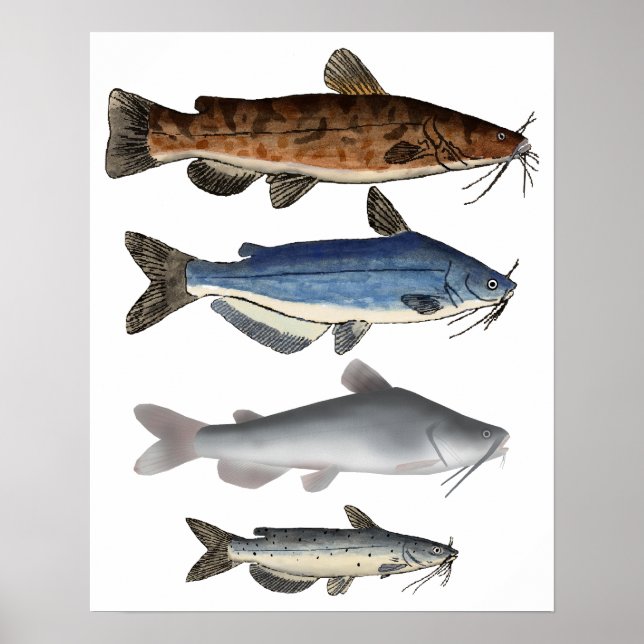 North America Catfish Group Poster (Front)