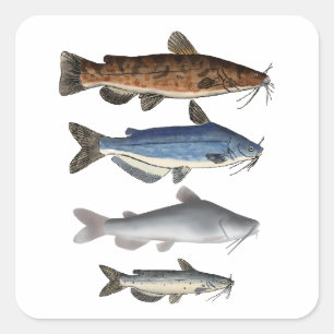 North America Catfish Group Square Sticker