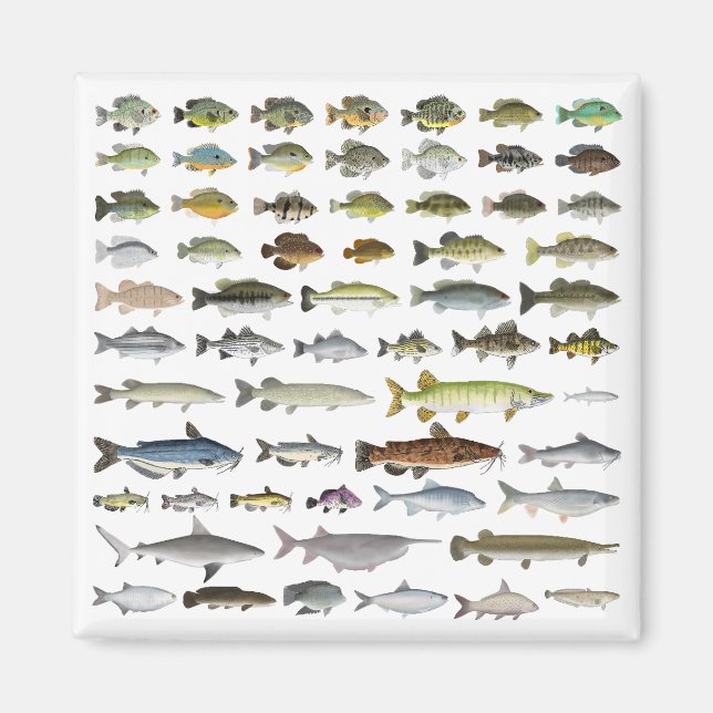 North America Freshwater Fish Group Magnet (Front)