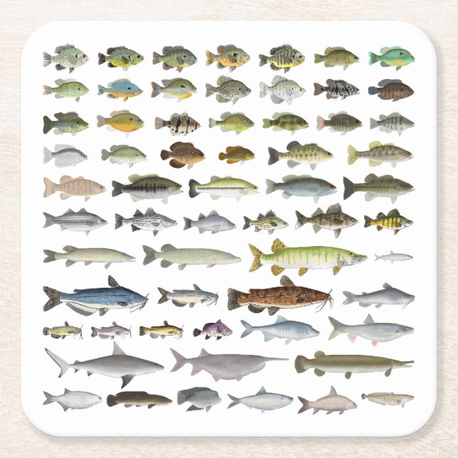 North America Freshwater Fish Group Square Paper Coaster (Front)
