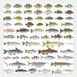 North America Freshwater Fish Group Square Sticker