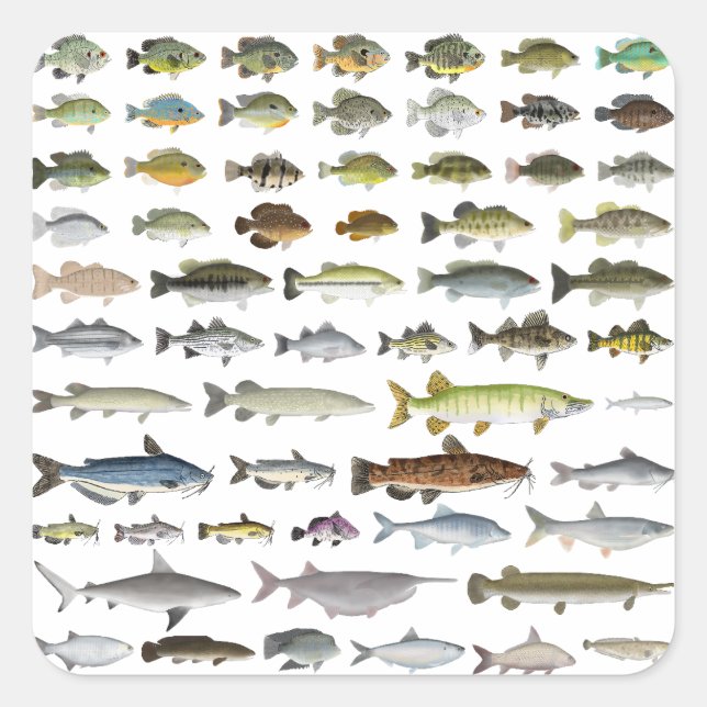 North America Freshwater Fish Group Square Sticker (Front)