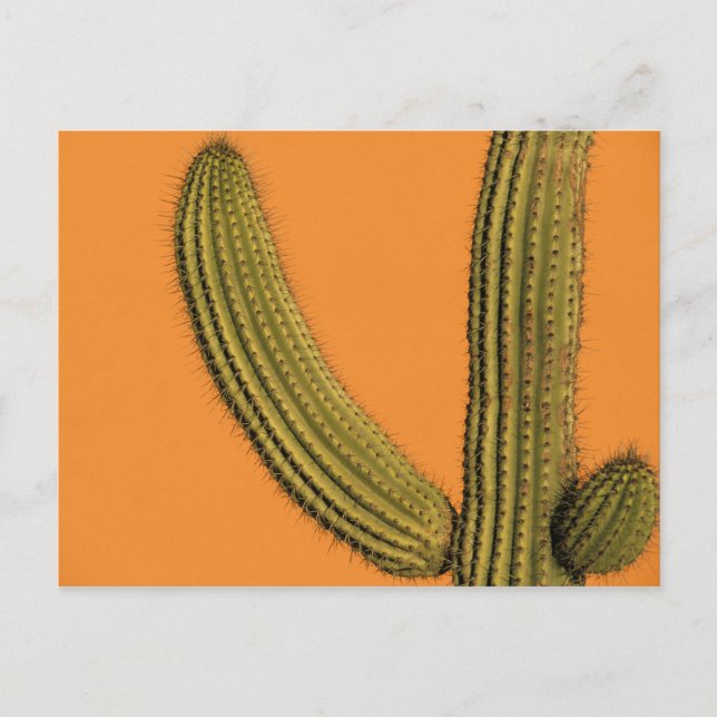 North America, Mexico, Baja California, Cabo Postcard (Front)