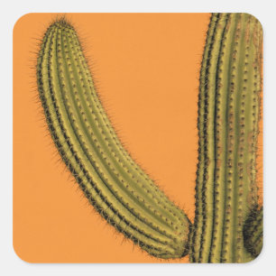 North America, Mexico, Baja California, Cabo Square Sticker