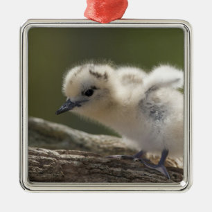 North America, Northwestern Hawaiian Islands, 2 Metal Tree Decoration