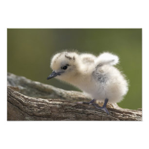 North America, Northwestern Hawaiian Islands, 2 Photo Print