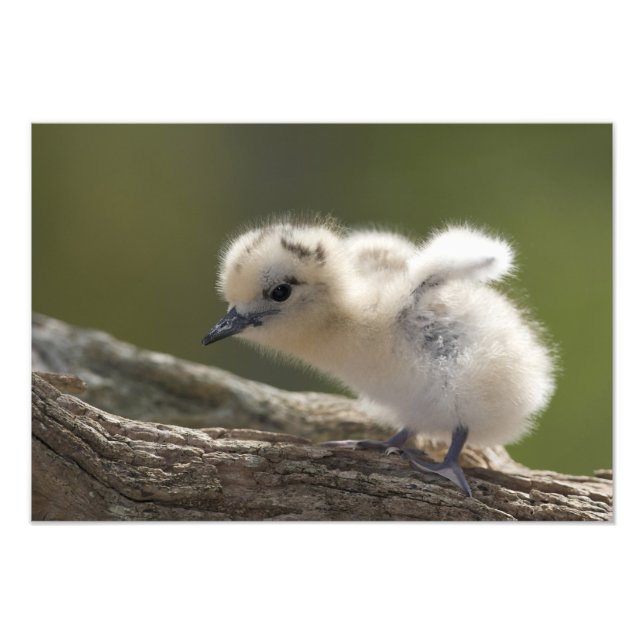 North America, Northwestern Hawaiian Islands, 2 Photo Print (Front)