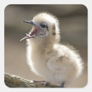 North America, Northwestern Hawaiian Islands, Square Sticker